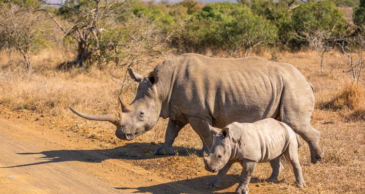 Mutter und Baby-Nashorn laufen in einer Savanne.