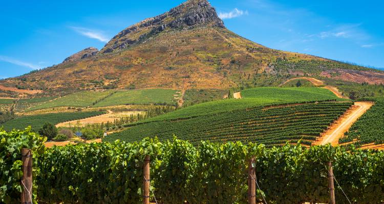 Weinberge mit einer gebirgigen Kulisse unter klarem Himmel.