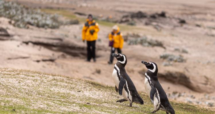 Twee Magellaanse pinguïns lopen op een zandige helling met wazig op de achtergrond expeditieleden