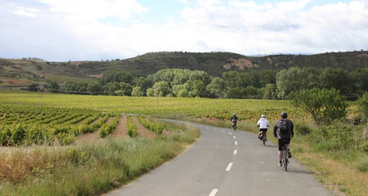 Cyclists riding along a rural road surrounded by vineyards.