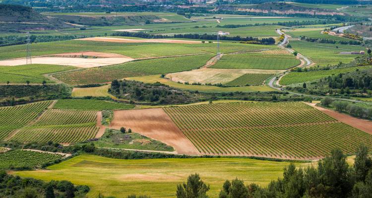 Expansive patchwork of vineyards and fields viewed from above.