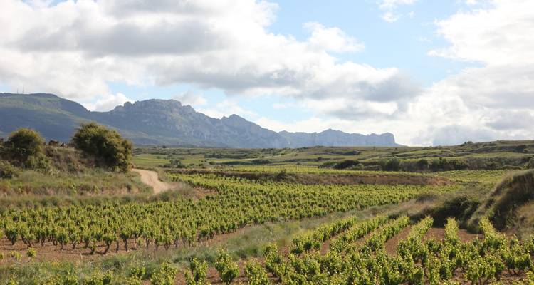 Sweeping view of vineyards stretching towards a mountain range.