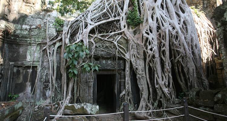 Ruïnes van een oude tempel bedekt met grote boomwortels.