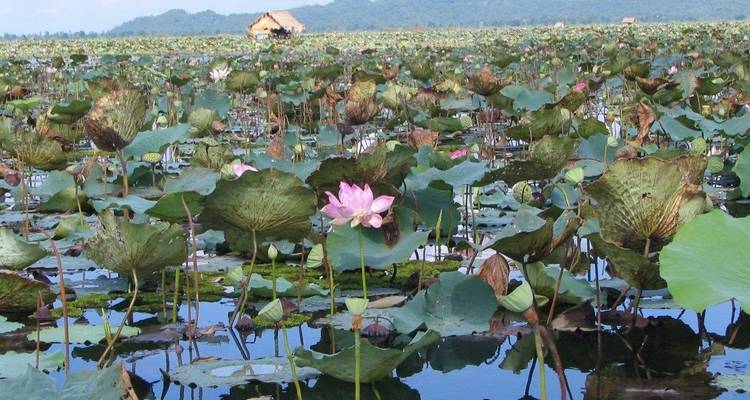 A vast lotus field with pink blossoms reflecting on calm water, backed by distant hills and a wooden hut.