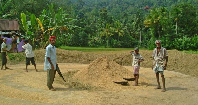 Mannen die werken in rijstvelden met een weelderige groene achtergrond.