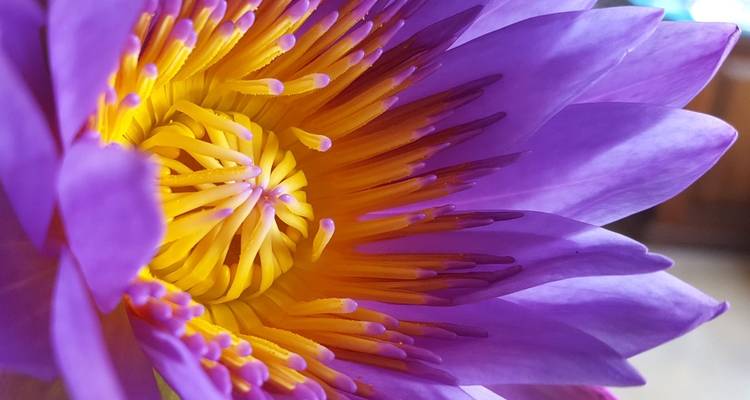 Close-up beeld van een levendige paarse en gele lotusbloem.