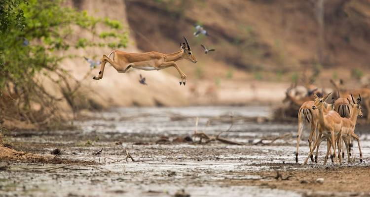 Impala springend over een beek in de wildernis.