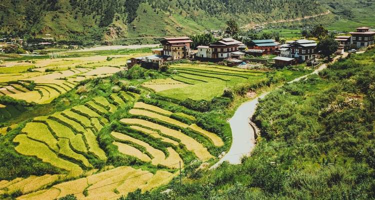 Scenic view of lush green rice terraces with traditional Bhutanese houses in the background.
