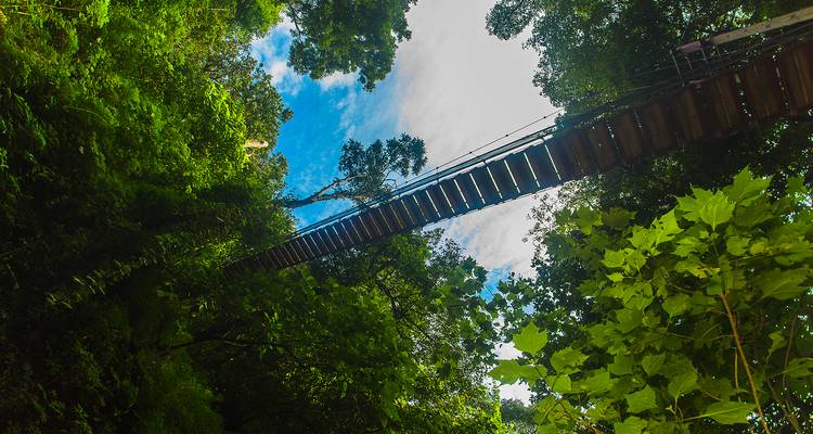 Enorme puente colgante que se extiende sobre tu cabeza en medio de una densa selva tropical verde, visto desde el nivel del suelo.
