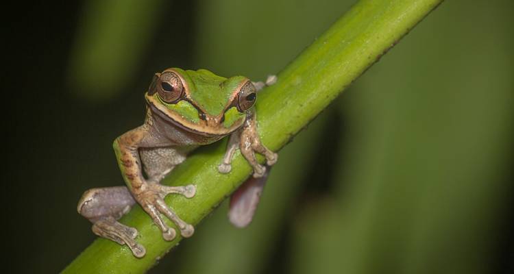 Pequeña rana verde agarrada a un tallo verde brillante, resaltada contra un fondo borroso oscuro.
