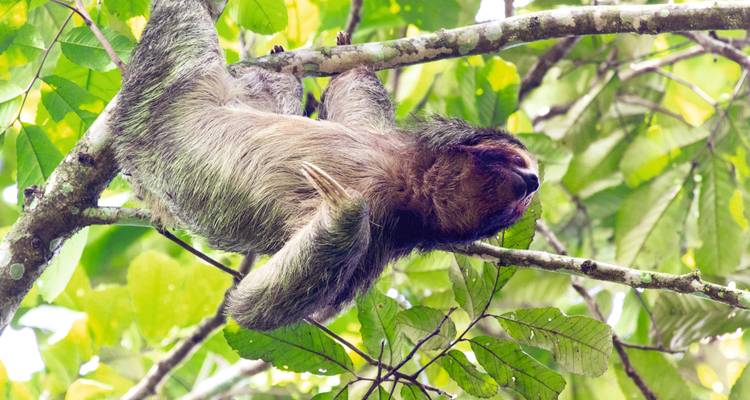Paresseux à trois doigts suspendu paresseusement à une branche au milieu du feuillage vert.