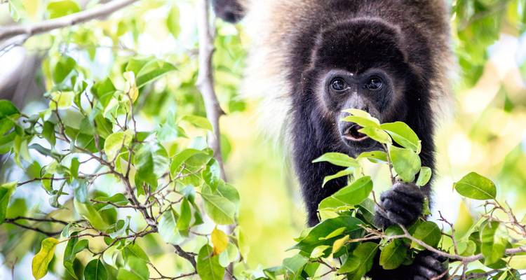 Singe hurleur regardant à travers des feuilles vertes tout en se nourrissant de feuillage.