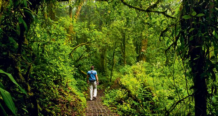 Un randonneur en solo progresse le long d'un sentier de forêt tropicale luxuriant et moussu.