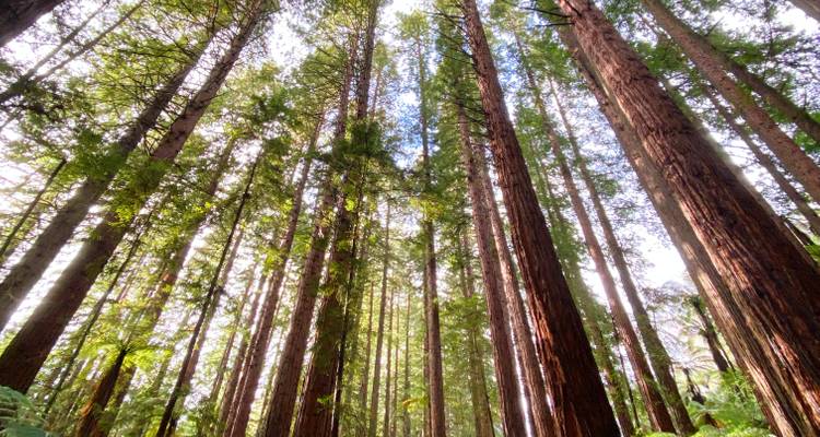 Hoge sequoiabomen in een bos.