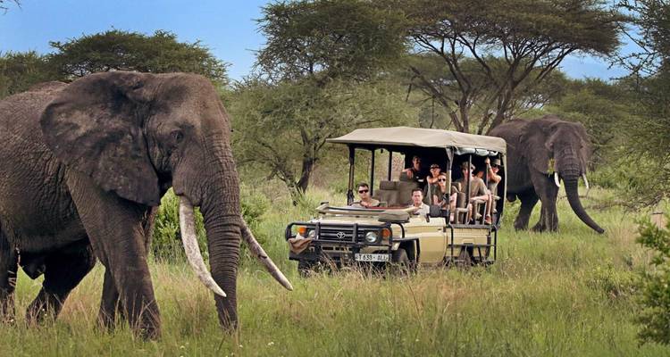 Touristen auf einer Safari fahren in der Nähe von Elefanten im Grasland.