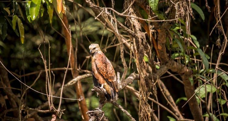 Pájaro posado en una rama de árbol en el bosque.
