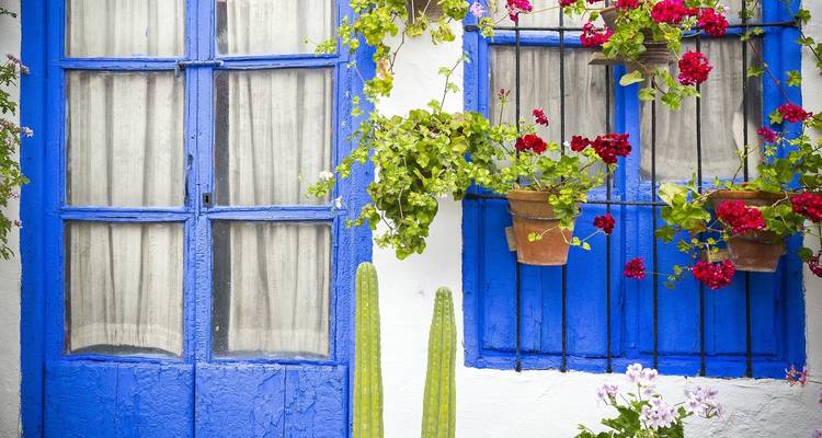Des fenêtres bleu vif avec des plantes suspendues dans un cadre charmant.