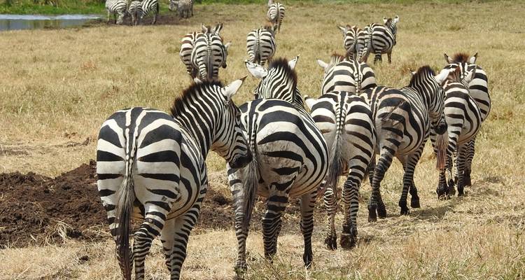 Manada de cebras alejándose en una llanura herbosa.
