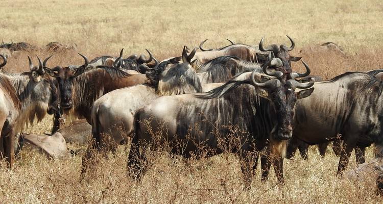 Manada de ñus en un campo seco y herboso.