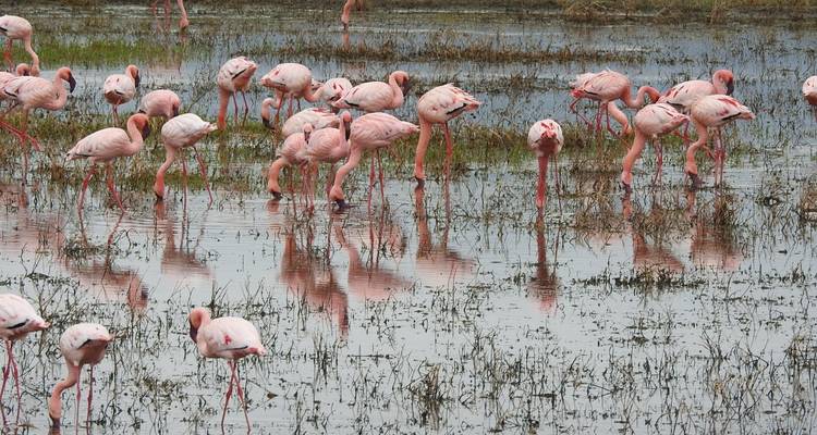 Grupo de flamencos vadeando en aguas poco profundas.