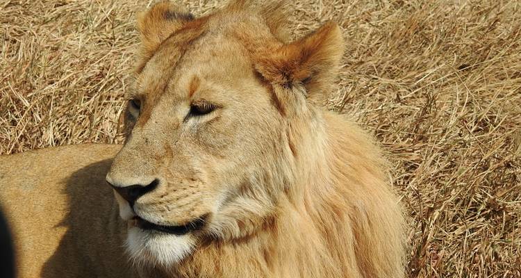 Primer plano de un león descansando en una zona con hierba.