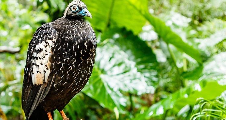 Primer plano de un pájaro de plumas negras con pico azul posado en la selva tropical.