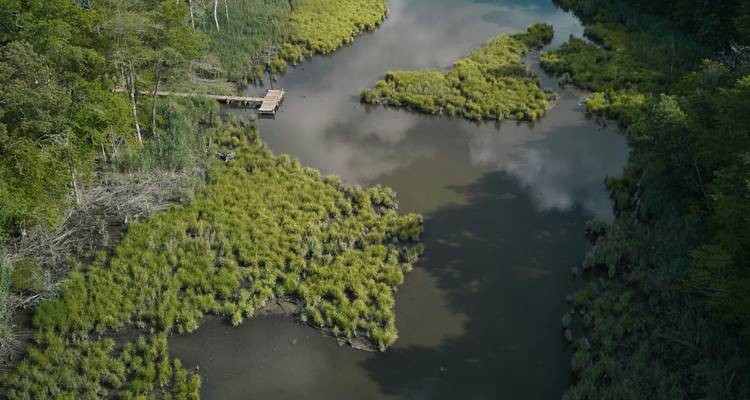 Vue aérienne de voies navigables sinueuses et de zones humides couvertes de roseaux bordées par une forêt dense.