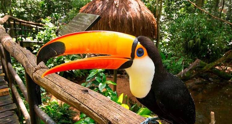 Een toekan met een enorme oranje snavel zit op een houten reling in een weelderige bosomgeving.