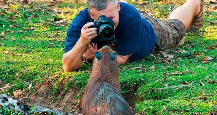 Een fotograaf die in het gras ligt, maakt een close-up van een nieuwsgierige capibara in het Pantanal.