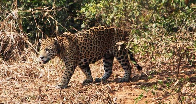 Een jaguar sluipt door droog struikgewas, met zijn gevlekte vacht die opvalt tegen het bladerdak.