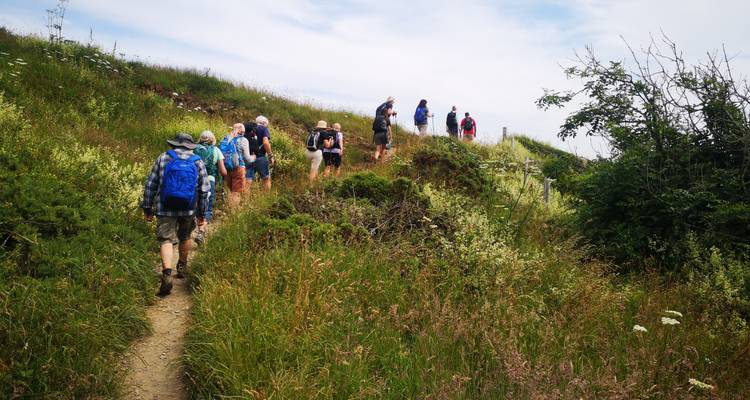 Un grupo de caminantes sigue un estrecho sendero rural a través de flores silvestres de verano.