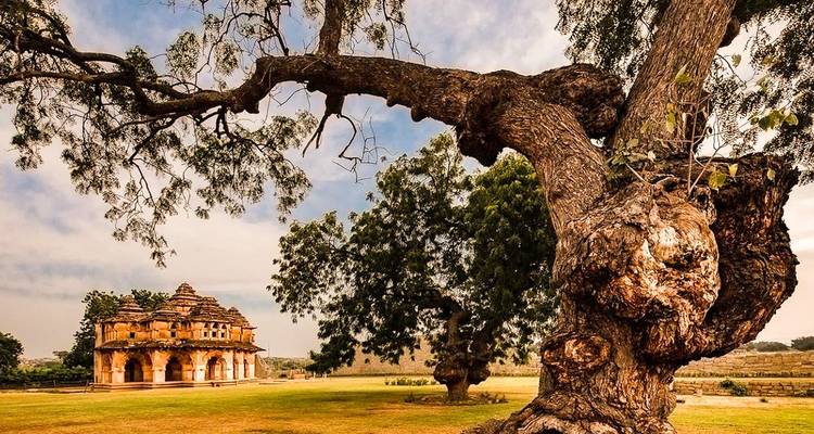 Historisches Gebäude durch die Äste eines großen Baumes betrachtet.