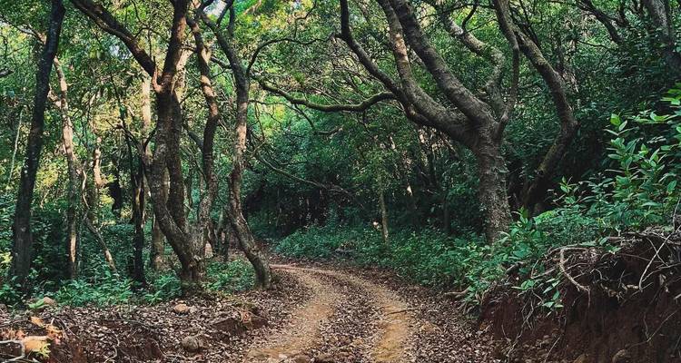 Dichter Waldweg mit braunen gefallenen Blättern.