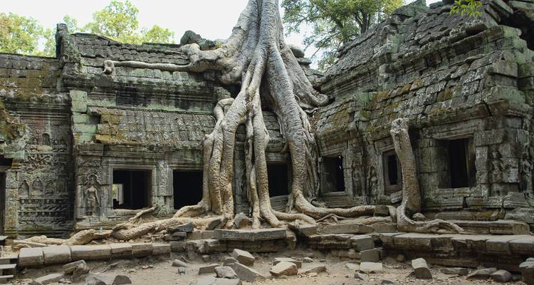 Ruins enveloped by massive tree roots.