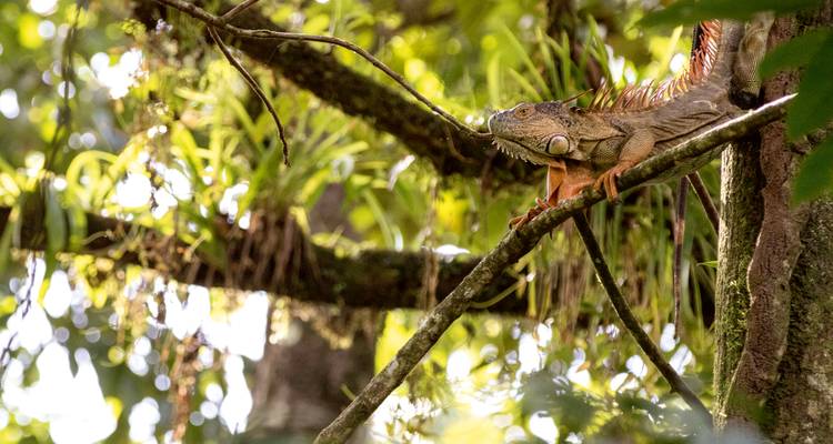 Una iguana descansando en una rama de árbol rodeada de vegetación densa con luz solar moteada.