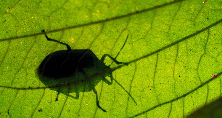 Silueta de un insecto visible a través de las venas verdes translúcidas de una hoja iluminada desde atrás.