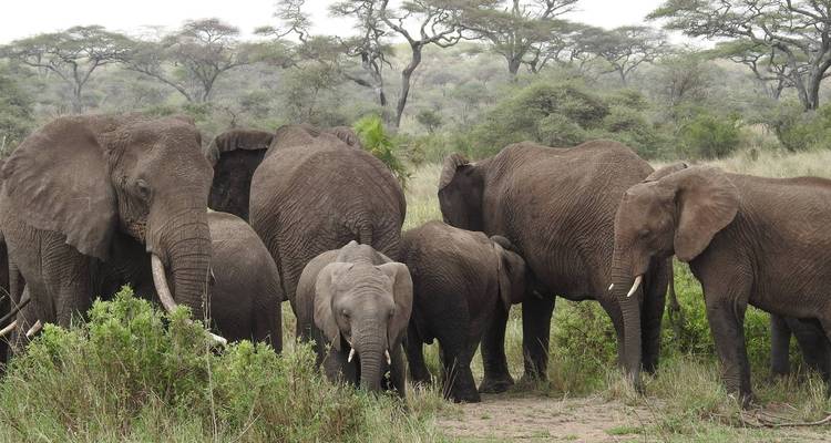 Groep olifanten in een weelderig groene omgeving.