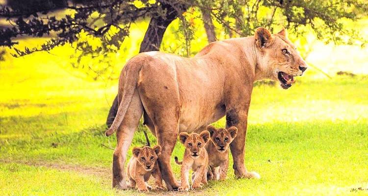 Leeuwin met drie welpen onder een boom.