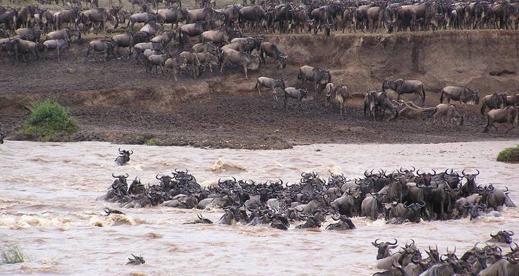 Gnoes die tijdens de migratie een rivier oversteken.