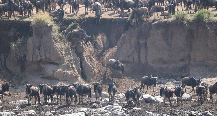 Gnoes verzamelen zich aan een rivieroever.