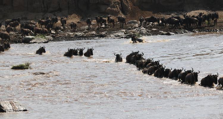 Gnoes die door een rivier trekken.