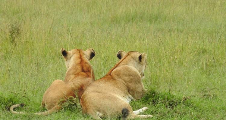 Twee leeuwinnen liggend op het gras.