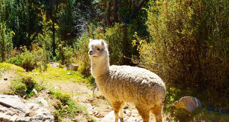 Una alpaca esponjosa se mantiene atenta en un soleado sendero del bosque rodeada de vegetación.