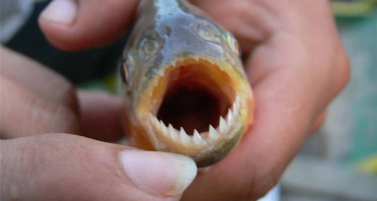 Nahaufnahme eines Fischkopfes mit scharfen Zähnen, der zwischen zwei Händen gehalten wird.