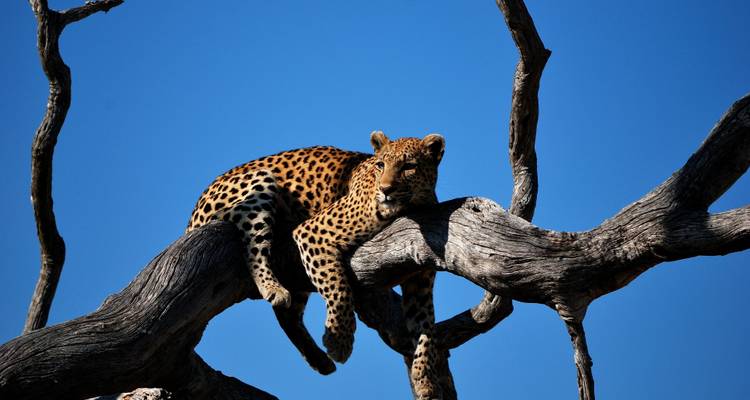 A leopard resting on a branch with a clear blue background.