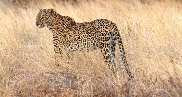 Leopard steht in hohem trockenem Gras, wachsam und beobachtend.