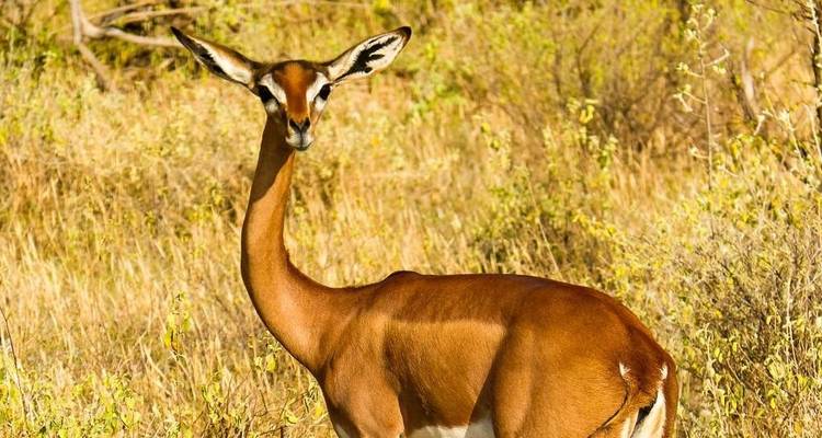 Gérénuk debout dans un paysage de savane aride