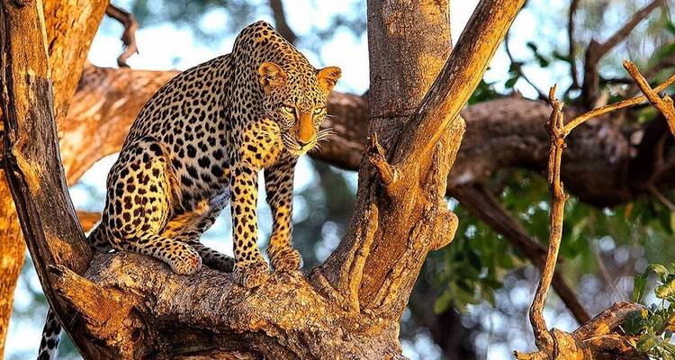 Léopard perché sur une branche d'arbre au soleil