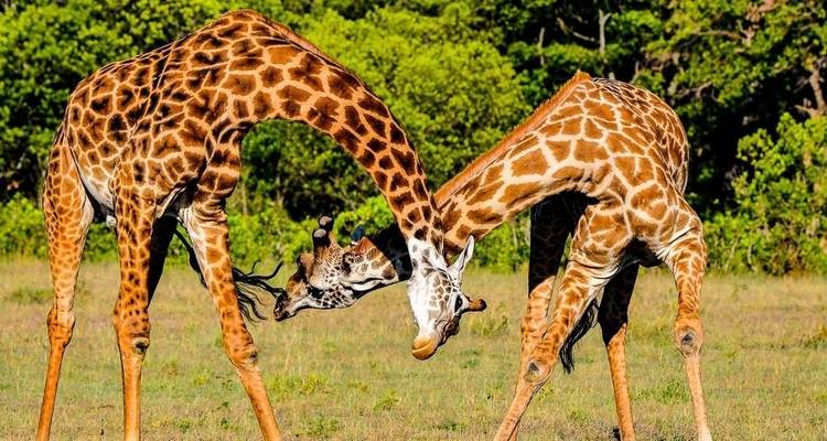 Deux girafes interagissant de manière ludique dans un champ