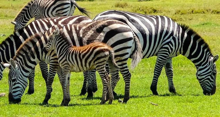 Troupeau de zèbres paissant dans un champ vert